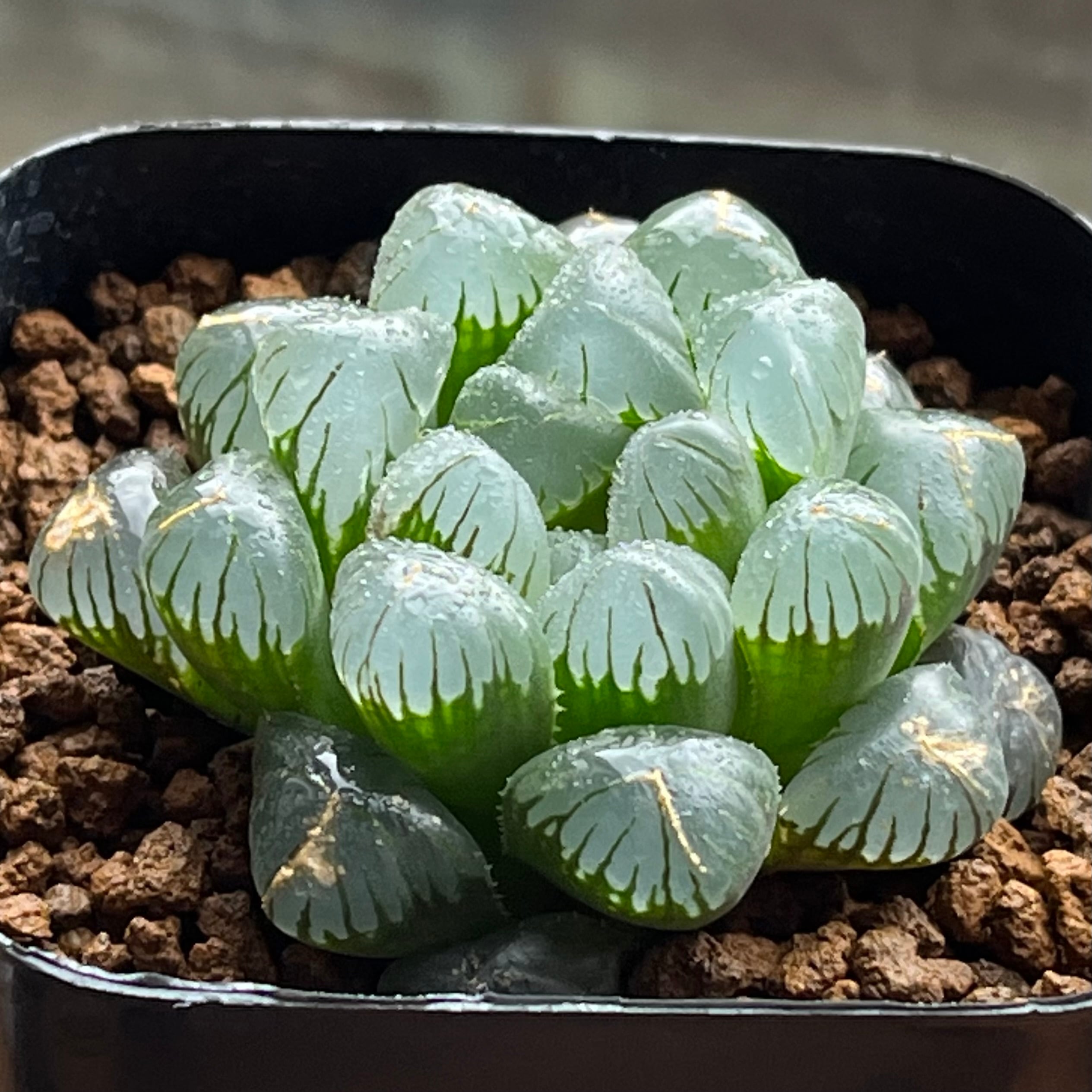 mocono_plants