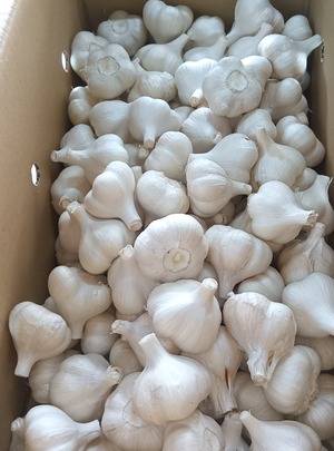 締切ました、11/27終了。ありがとうございました　　　アグリ 農業体験募集のお知らせ　　玉ねぎ、青森ホワイト６辺植付