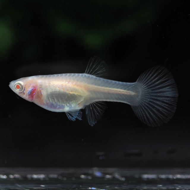 【セール】RREAスーパーホワイト　若魚2ペア