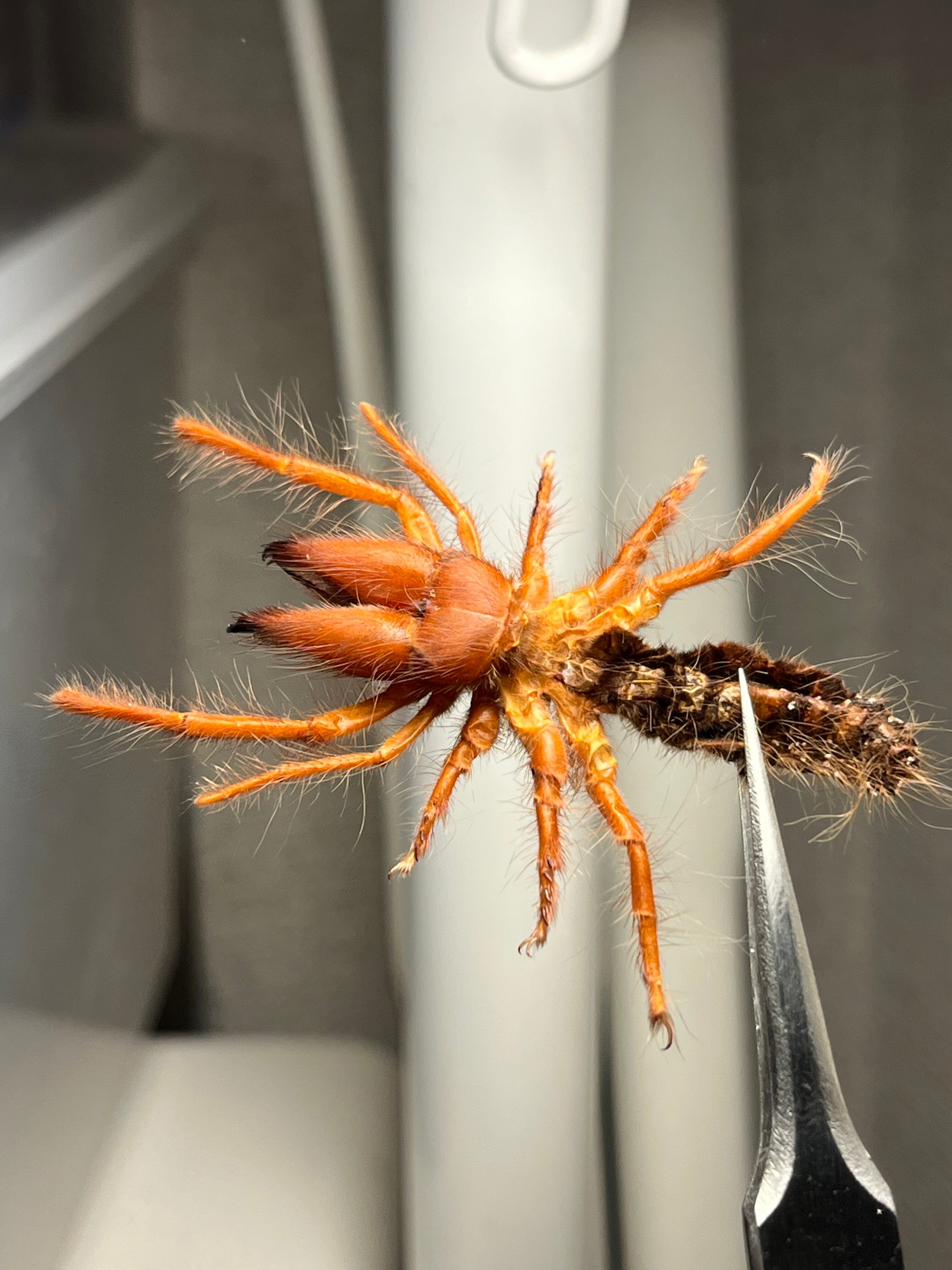 太顎】ブラッドレッドヒヨケムシ Dinorhaxウデムシ 奇蟲標本 標本 昆虫