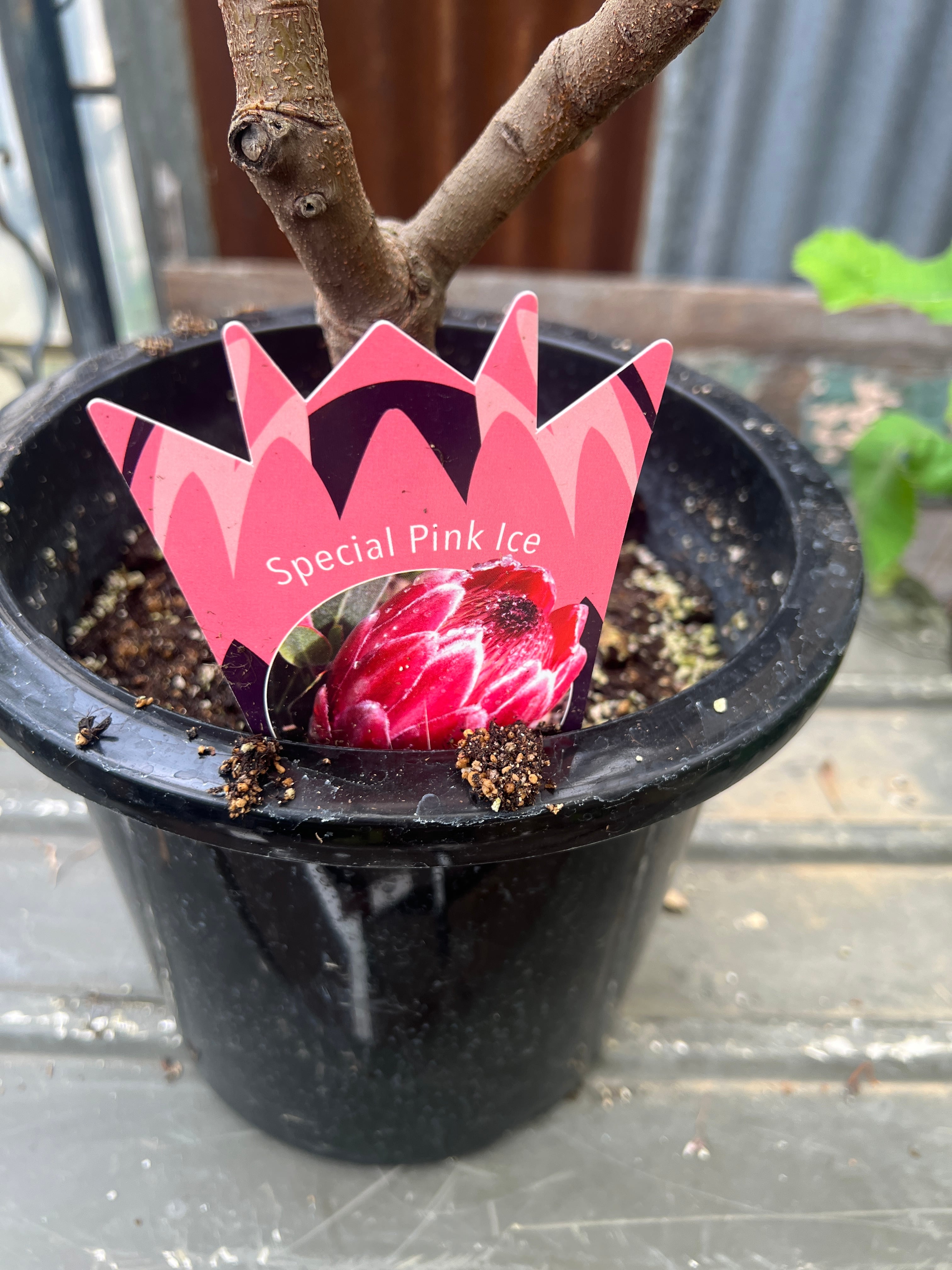 プロテア　ピクシー　スペシャルピンクアイス　二苗セット　３号ポット プロテア ピクシー スペシャルピンクアイス 二苗セット 3号ポット