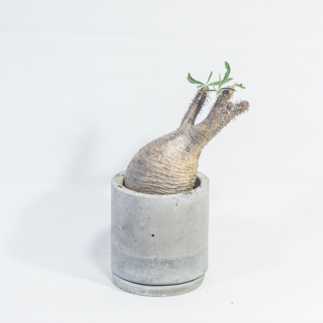 観葉植物 パキポディウム・グラキリス 曲線美を際立てる手作り鉢の一点物インテリア