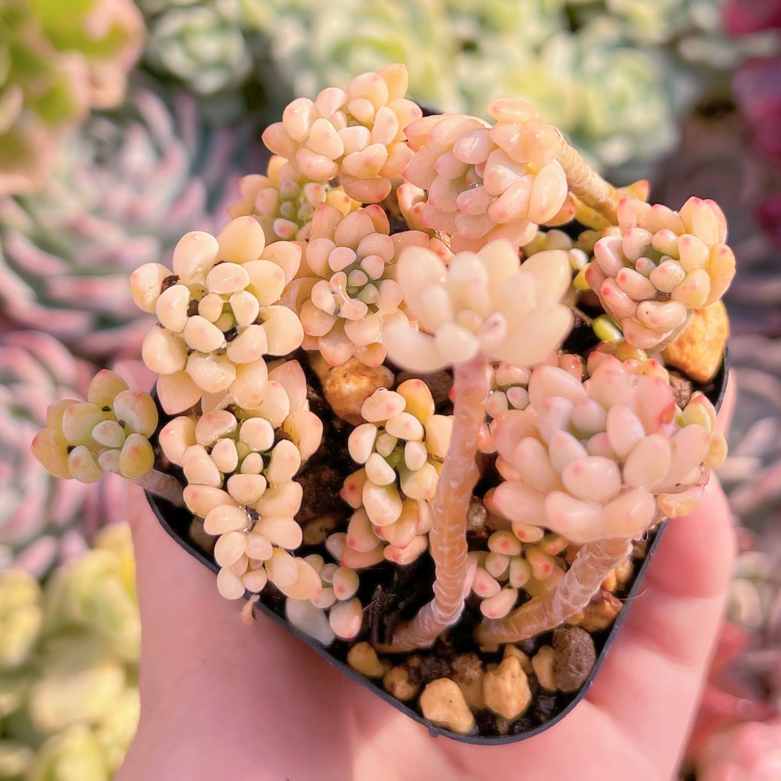 現品　ブルービーン錦#526   群生　るる農園