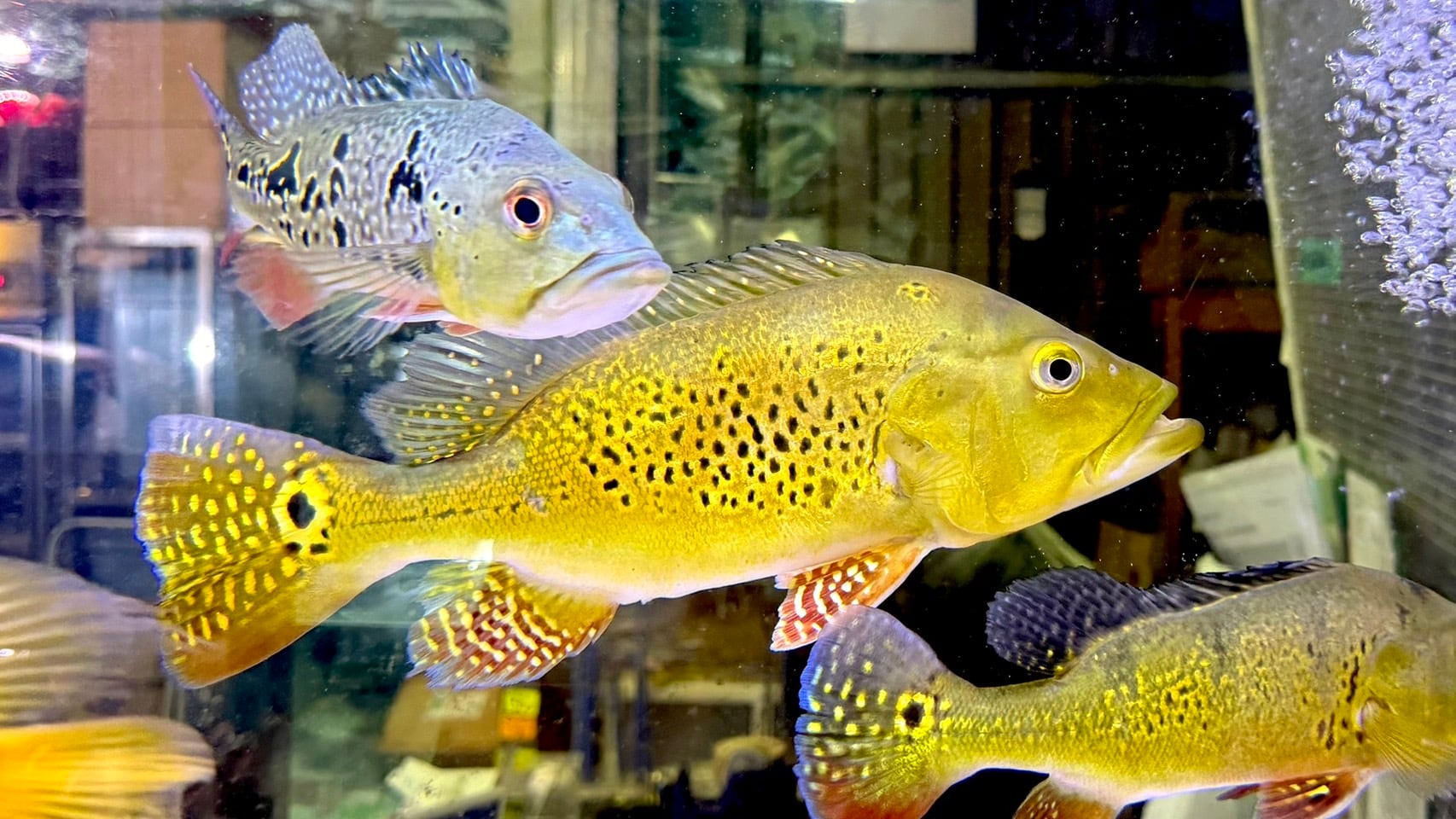 大型魚　(キクラ、ポリプテルス) キクラ | アクアショップ ビリーケン オンラインストア
