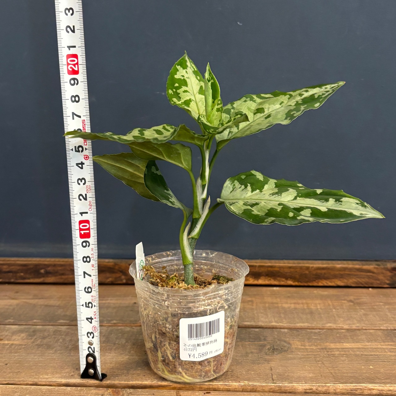 アグラオネマ ピクタム トリカラー ブラック【659】