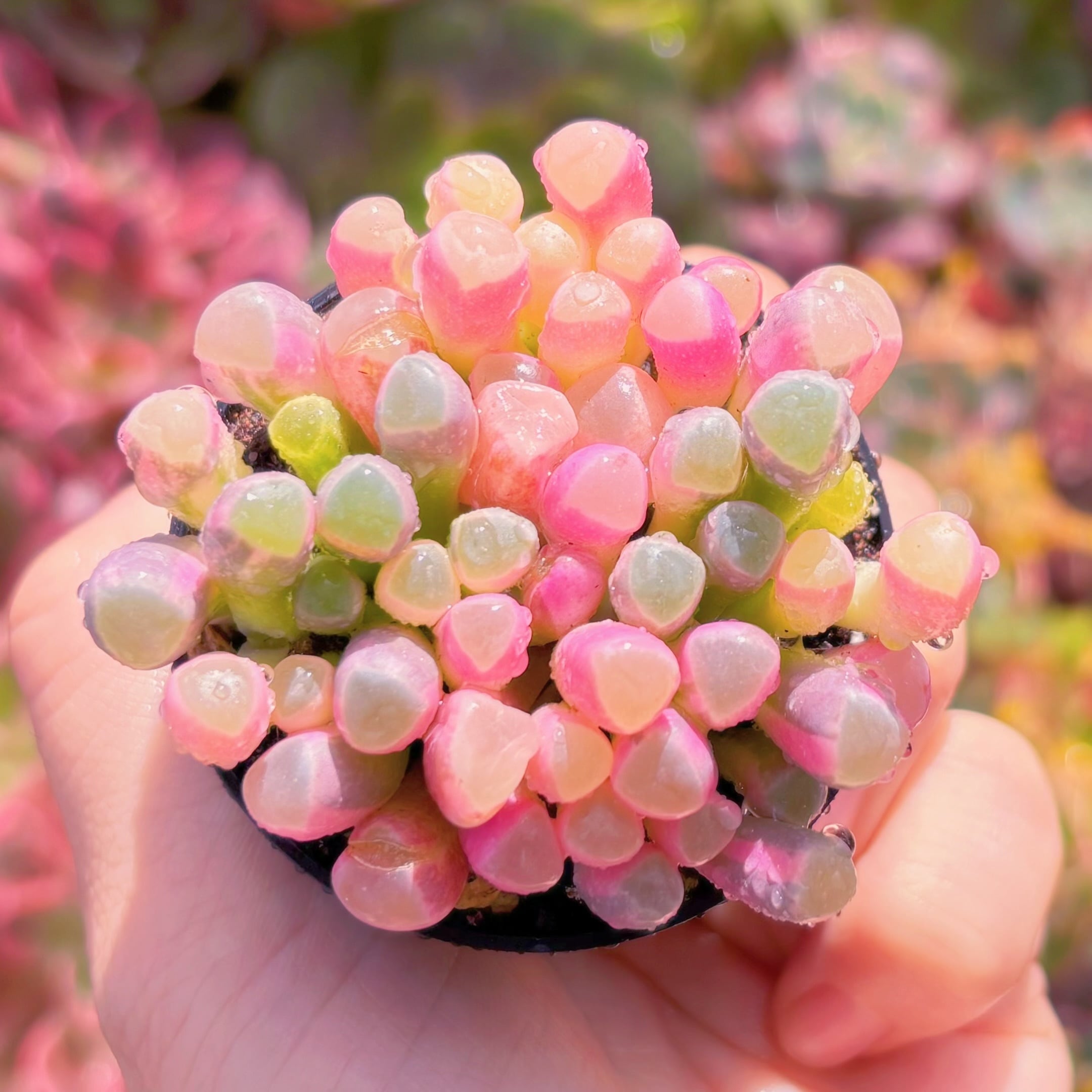 現品　五十鈴玉錦#877　大群生　美苗　希少　新入荷　るる農園