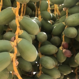 【箱買い10%OFF・送料無料】王様のデーツ習慣（大袋）10袋セット