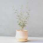 【グリーン】ソフォラ ミクロフィア