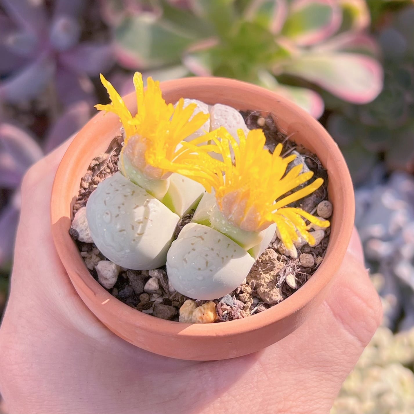 現品　綾耀玉   古株　るる農園