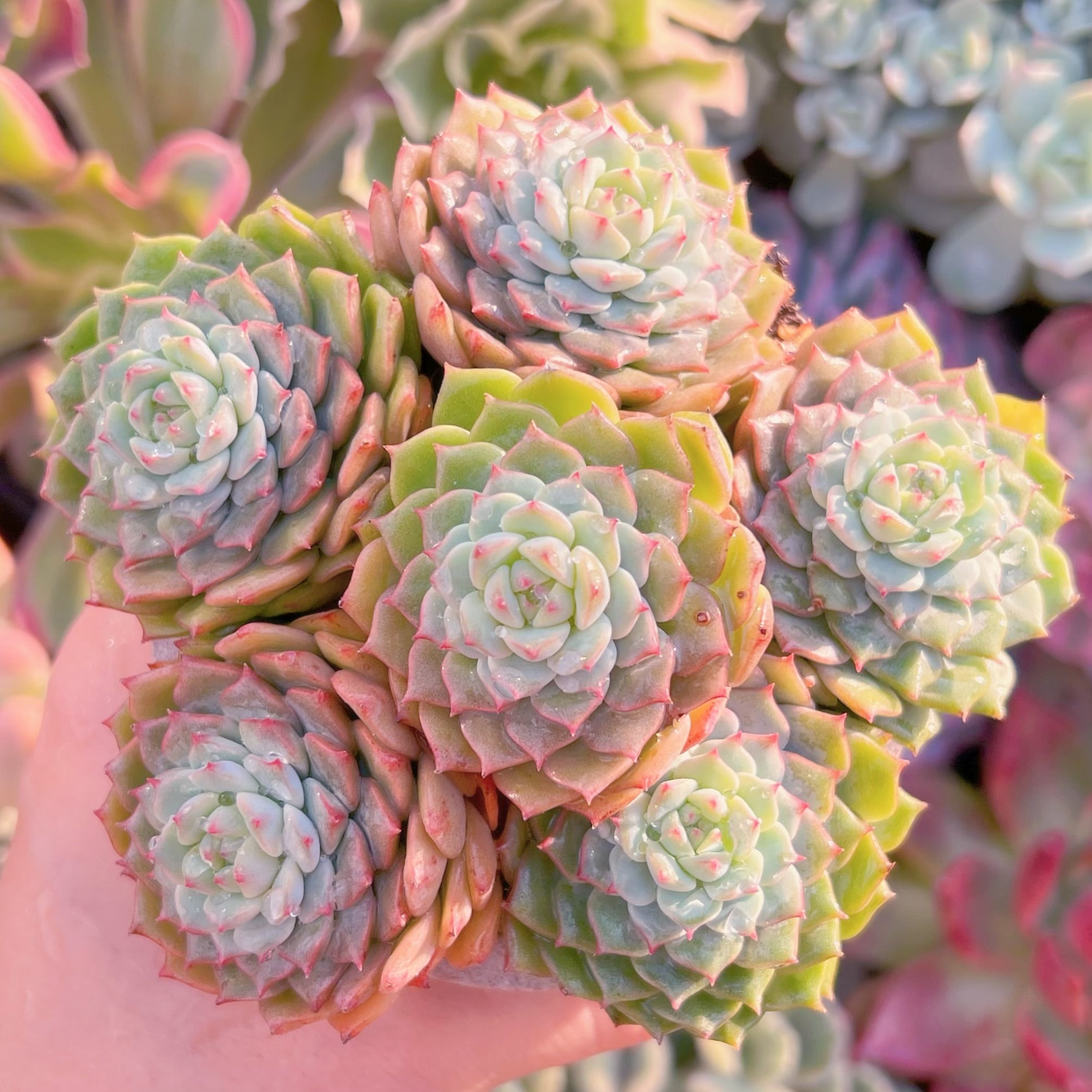 現品　パンダフェス#2201　新入荷　るる農園