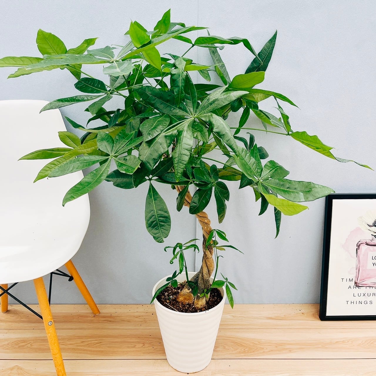 フィカス ゴムの木 アルテシマ 曲がり 6番 インテリアグリーン 観葉