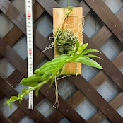 洋ラン　デンドロビウム　Den.polyanthum x sib【721】