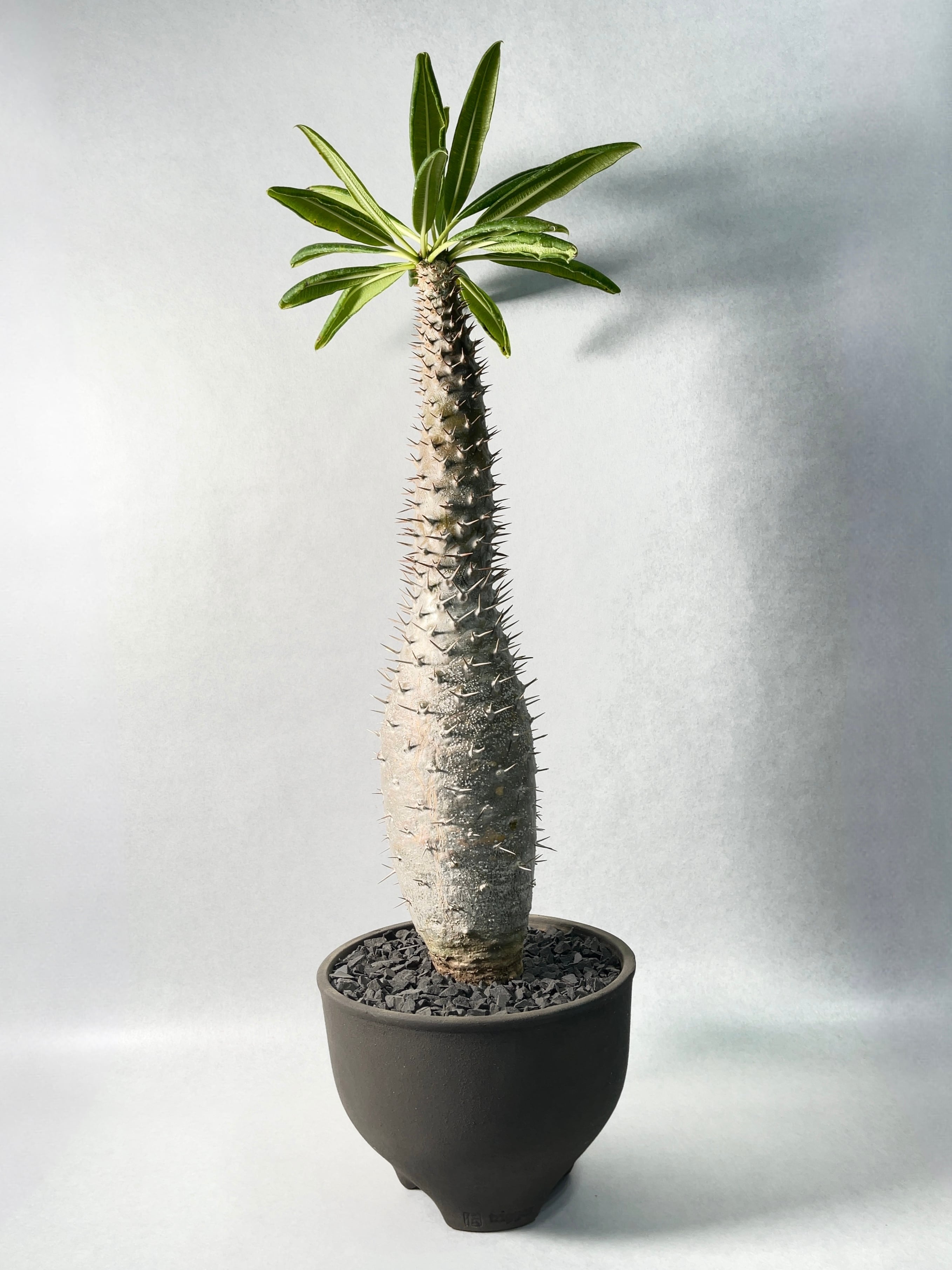 パキポディウム・フィヘレネンセ パキポディウム・フィヘレネンセ | trigger