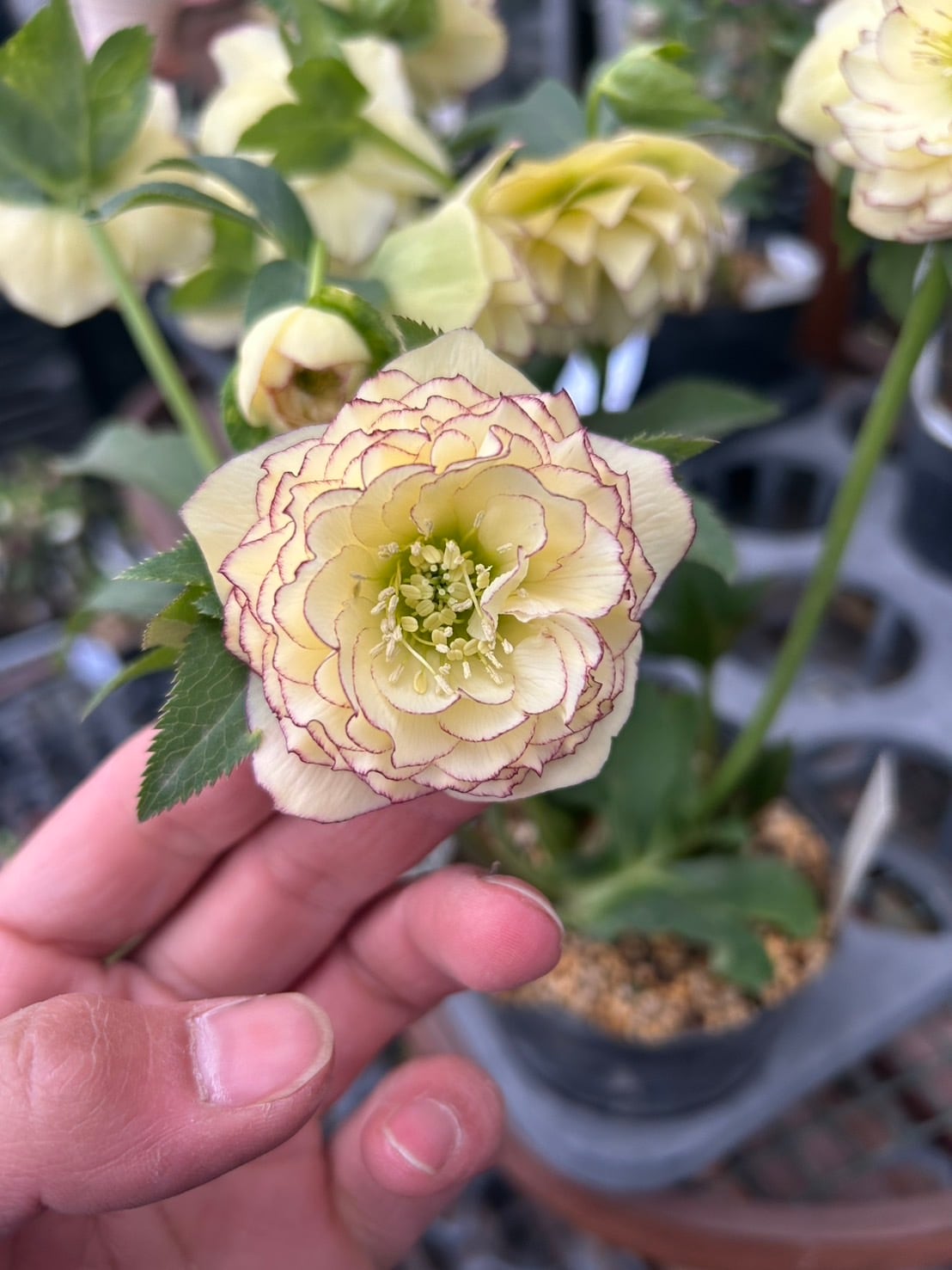 26-120 プリマヴェーラ交配 | クリハラガーデン