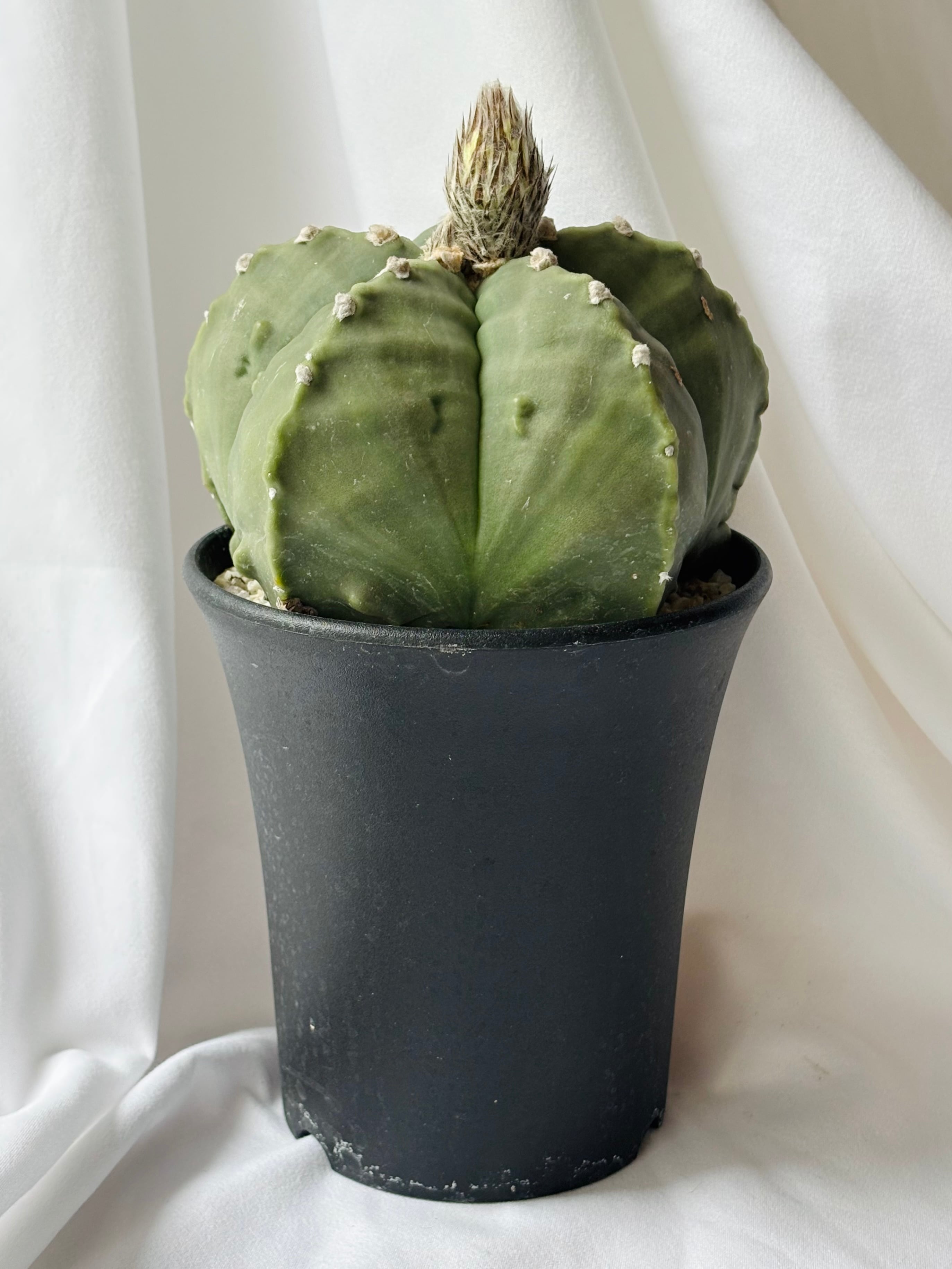 Astrophytum myriostigma アストロフィツム 大型ヘキラン 碧瑠璃鸞鳳玉
