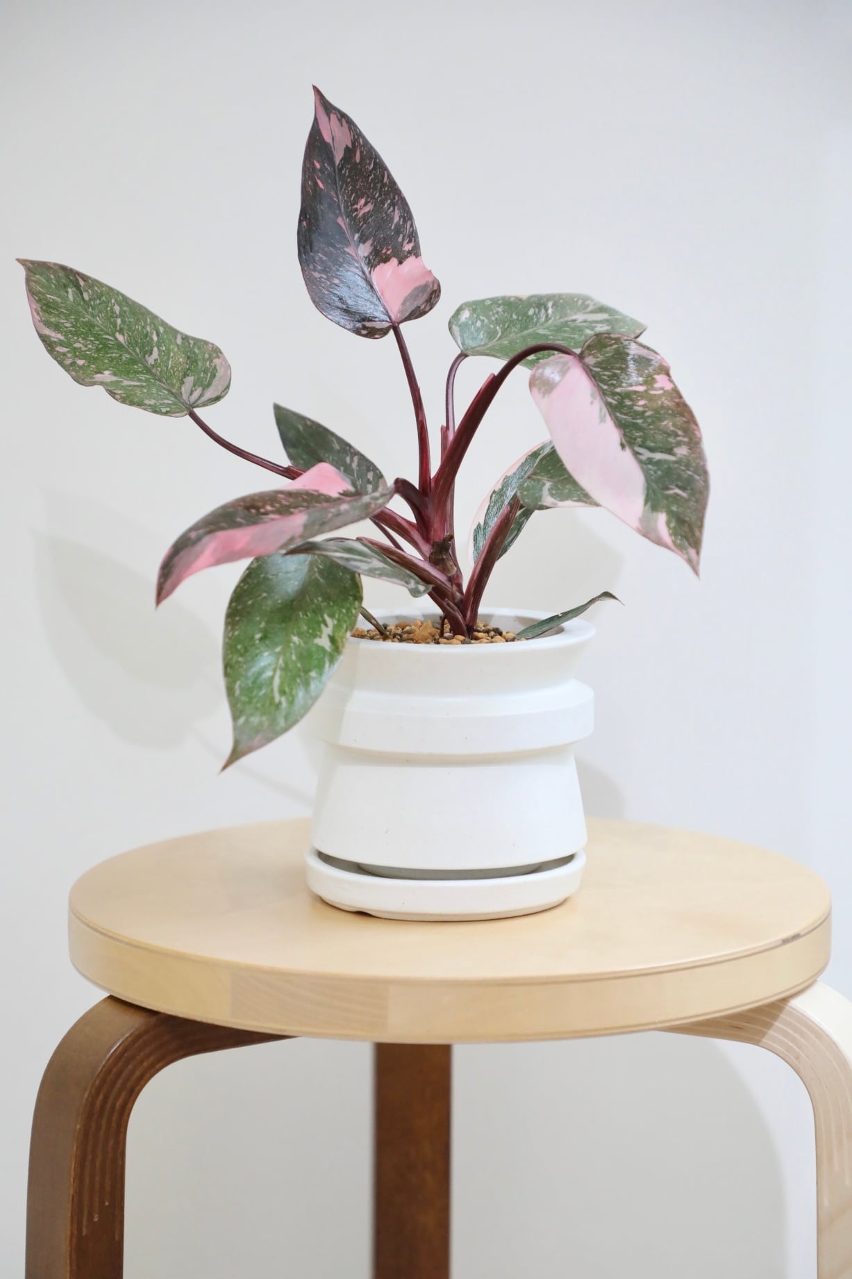 M】アロカシア ネブラ エレーン/Alocasia | 【厳選植物・器】MIDORI