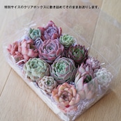 【ミニ株12〜18種でそのまま寄せ植えに】 5月24日イベント凱旋ガチャ 箱詰めセット