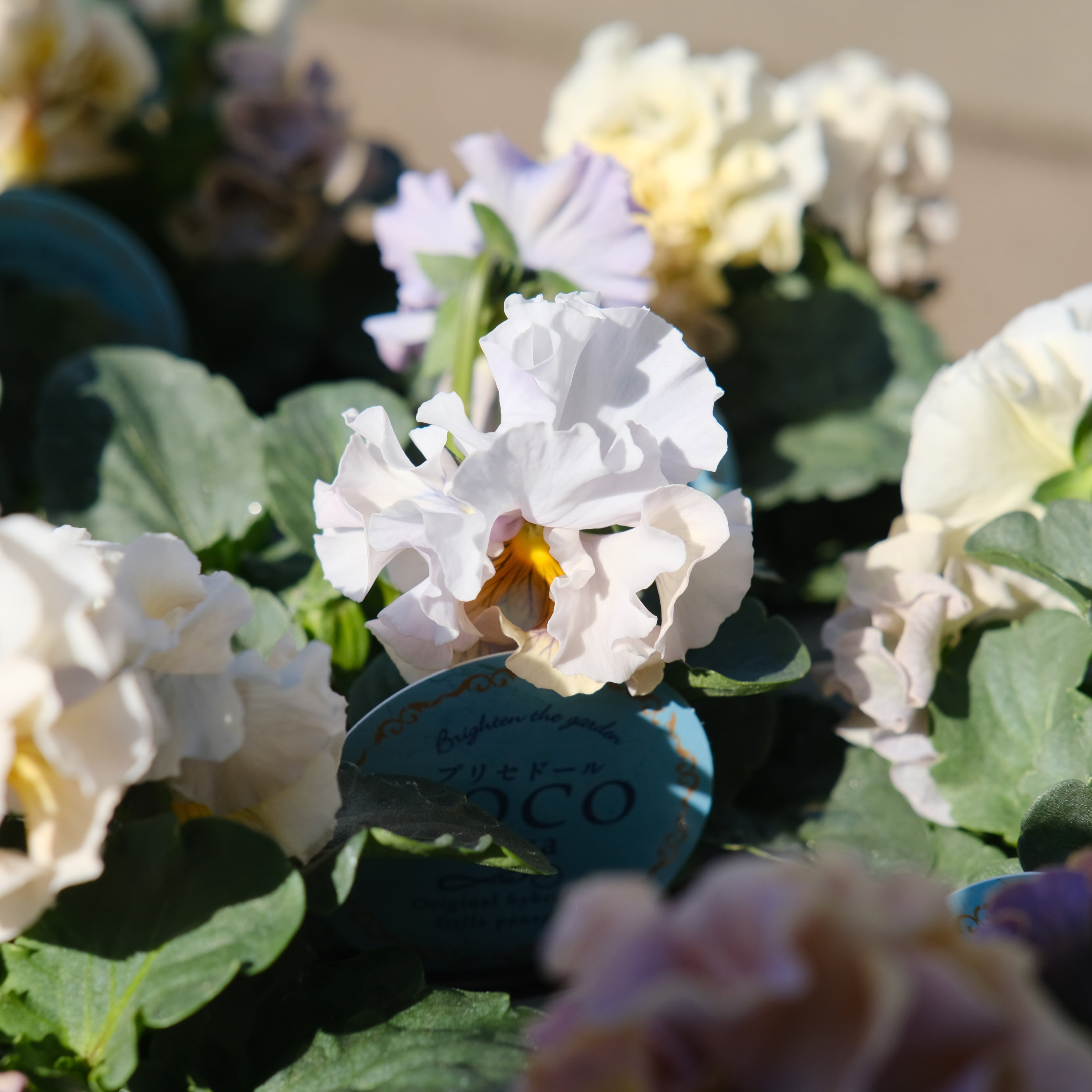 パンジー《 プリセドールCOCO ティアラ 》3苗セット | グリーン