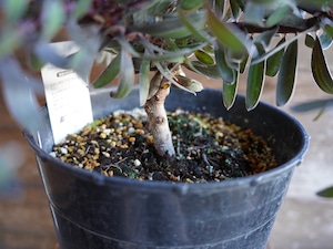 【現物】リューカデンドロン ”デュリフ” 7号 A