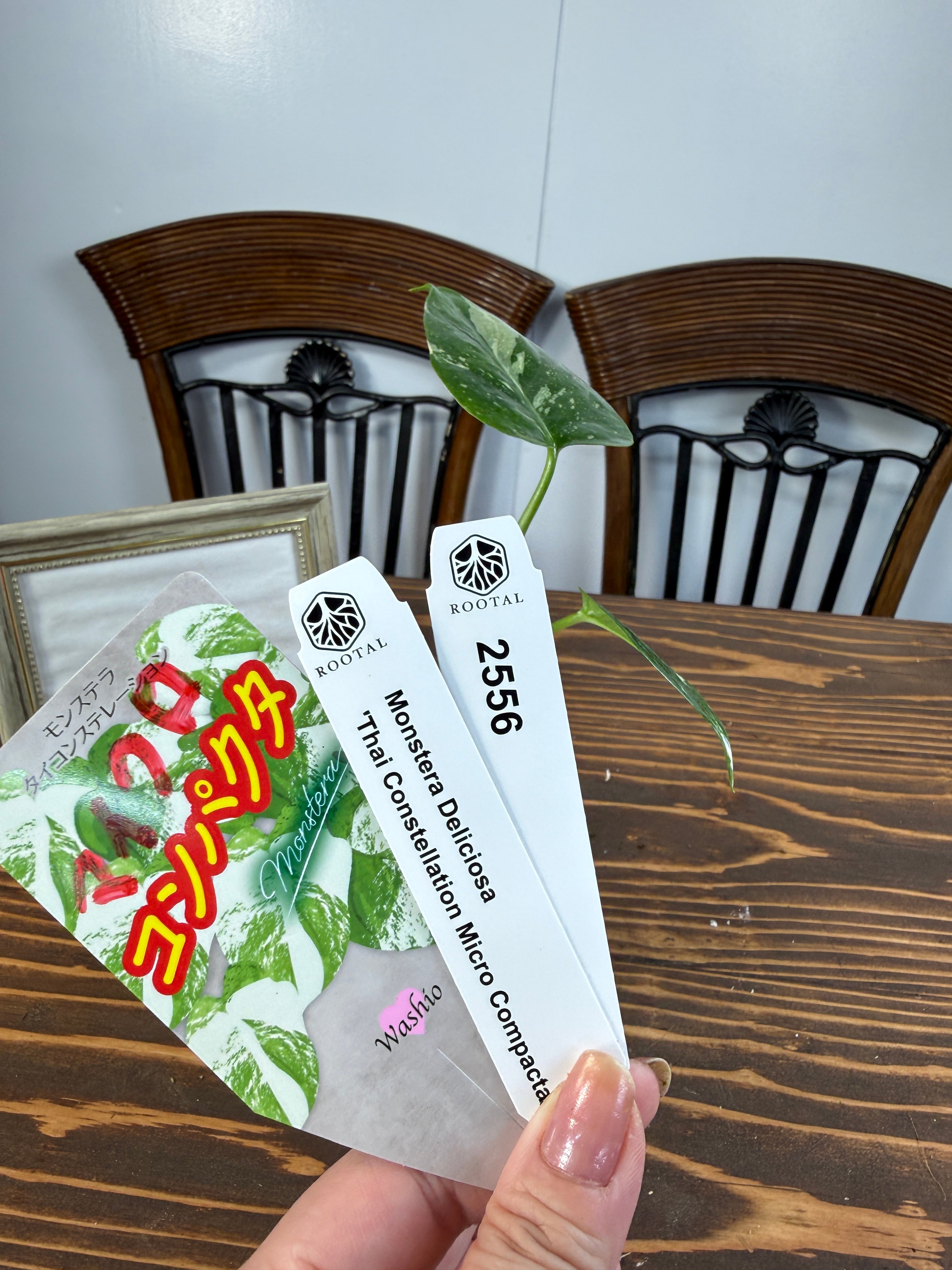 ★2556【コンパクタの最上級】モンステラ タイコンステレーションマイクロコンパクタ(3.5号硬質ポット)