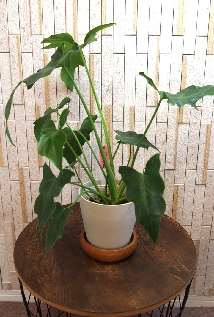 P.Willinckii cv. White Rose【artPLANTs】ビカクシダ/Platycerium
