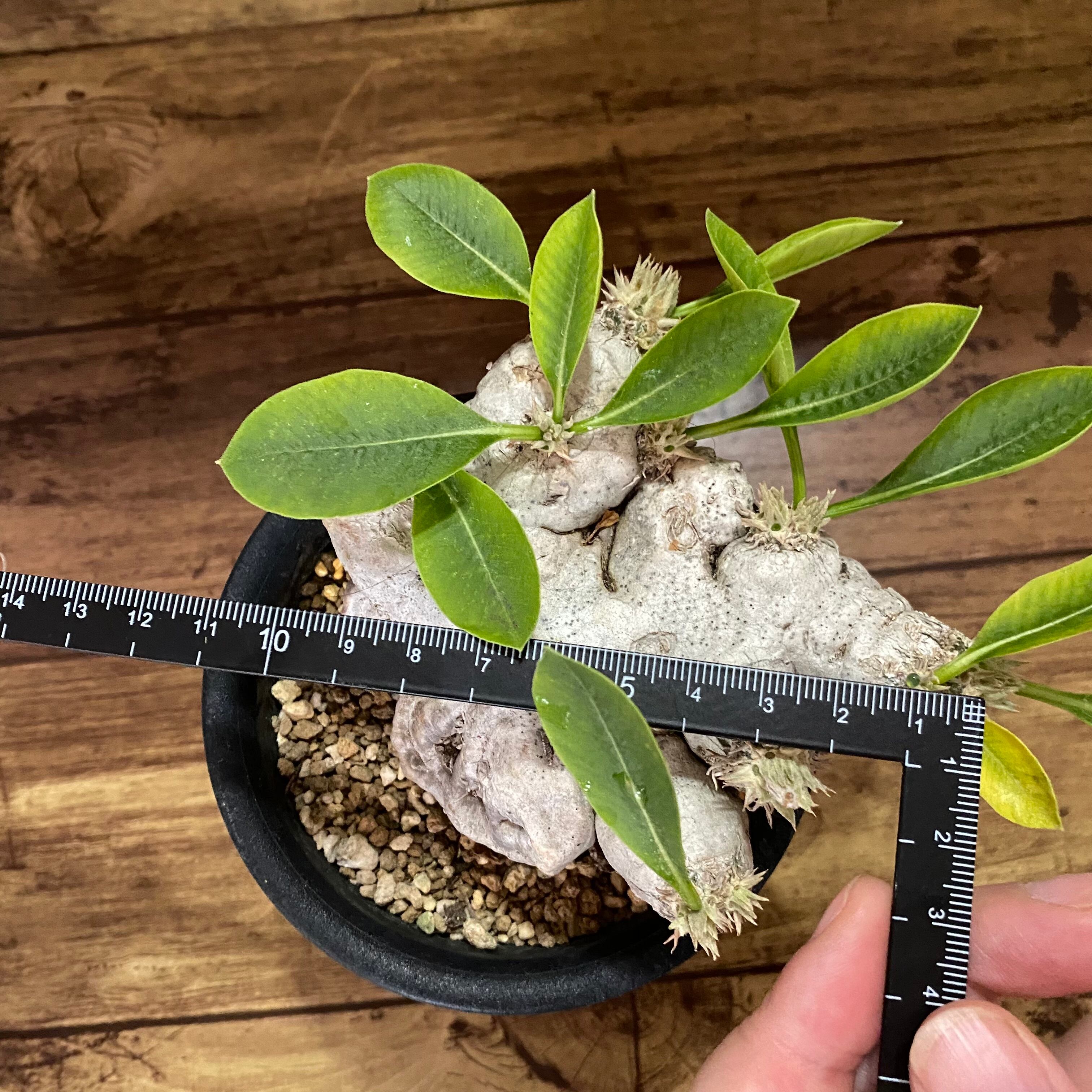 塊根植物 パキポディウム・ブレビカウレ（恵比寿笑い）／Pachypodium