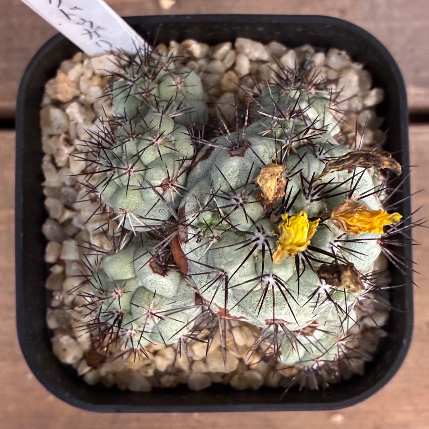 Copiapoa】サボテン オルテゴカクタス マクドガリー実生【208