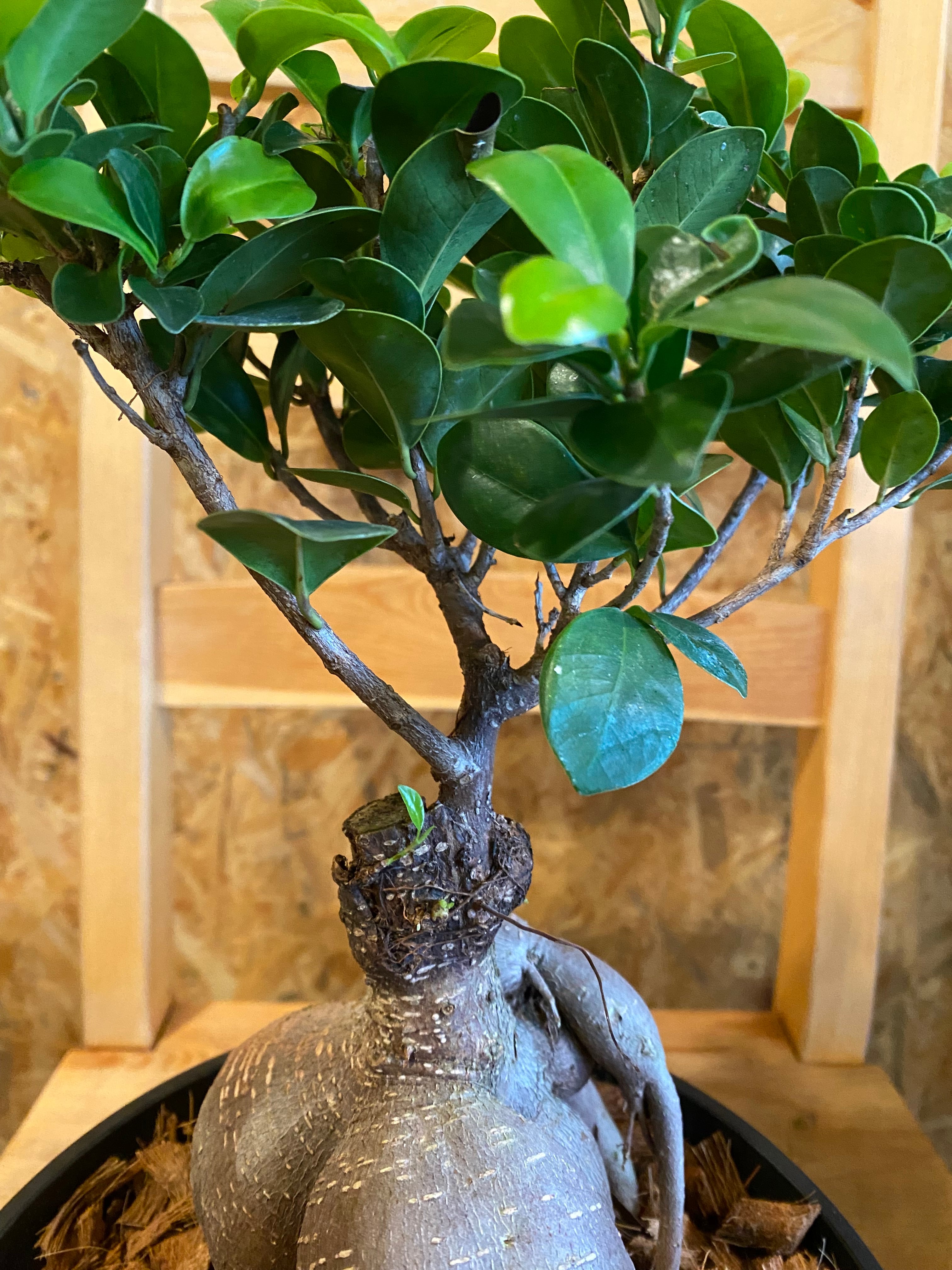 ガジュマル盆栽 樹齢30年 塊根植物 ガジュマル盆栽 樹齢30年 塊根植物