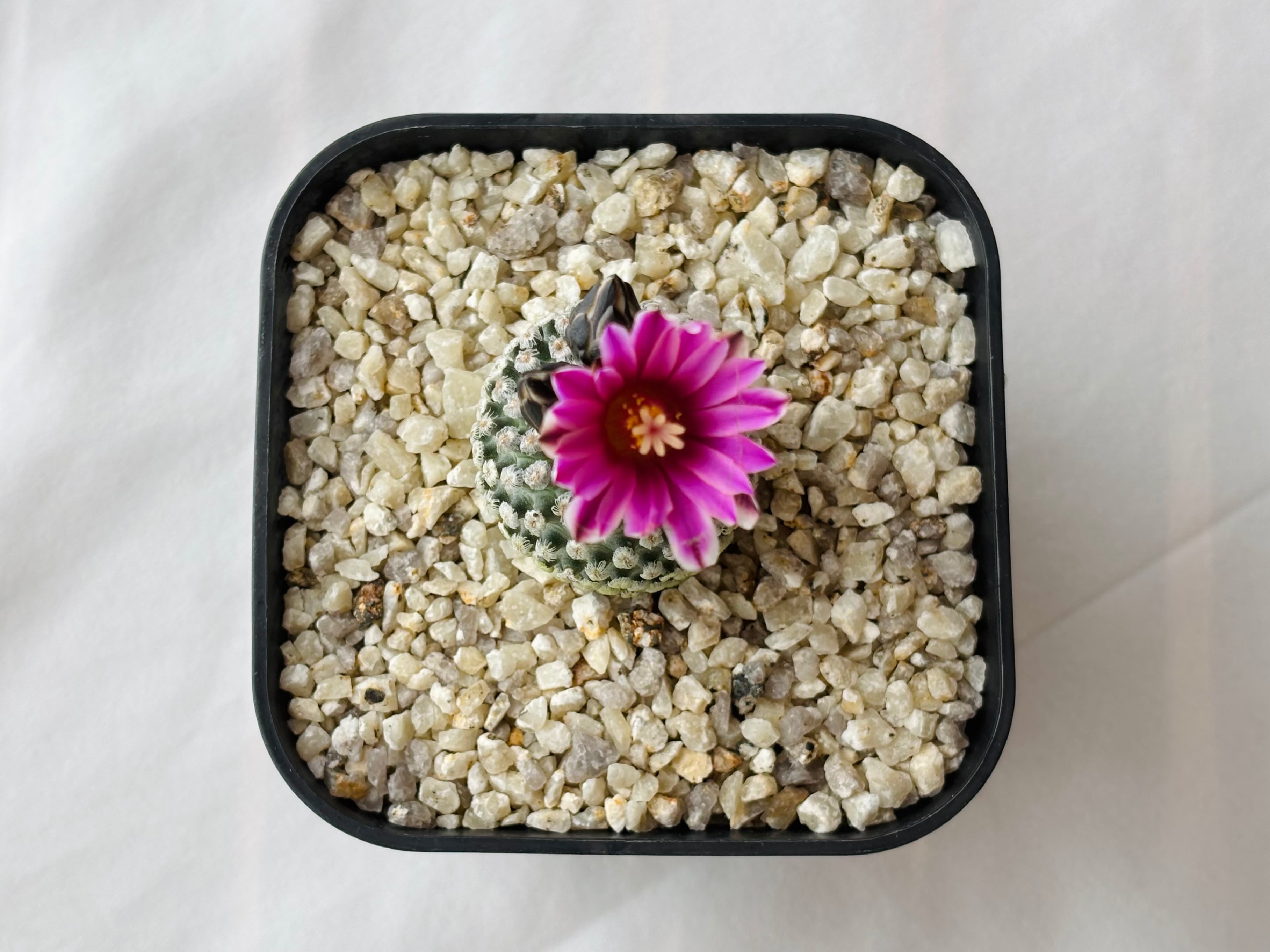 Turbinicarpus valdezianus ツルビニカルプス スーパーバラ丸 サボテン