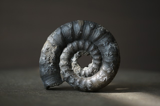 イギリス産黄鉄鉱化アンモナイト  Pyritized Ammonite 2314
