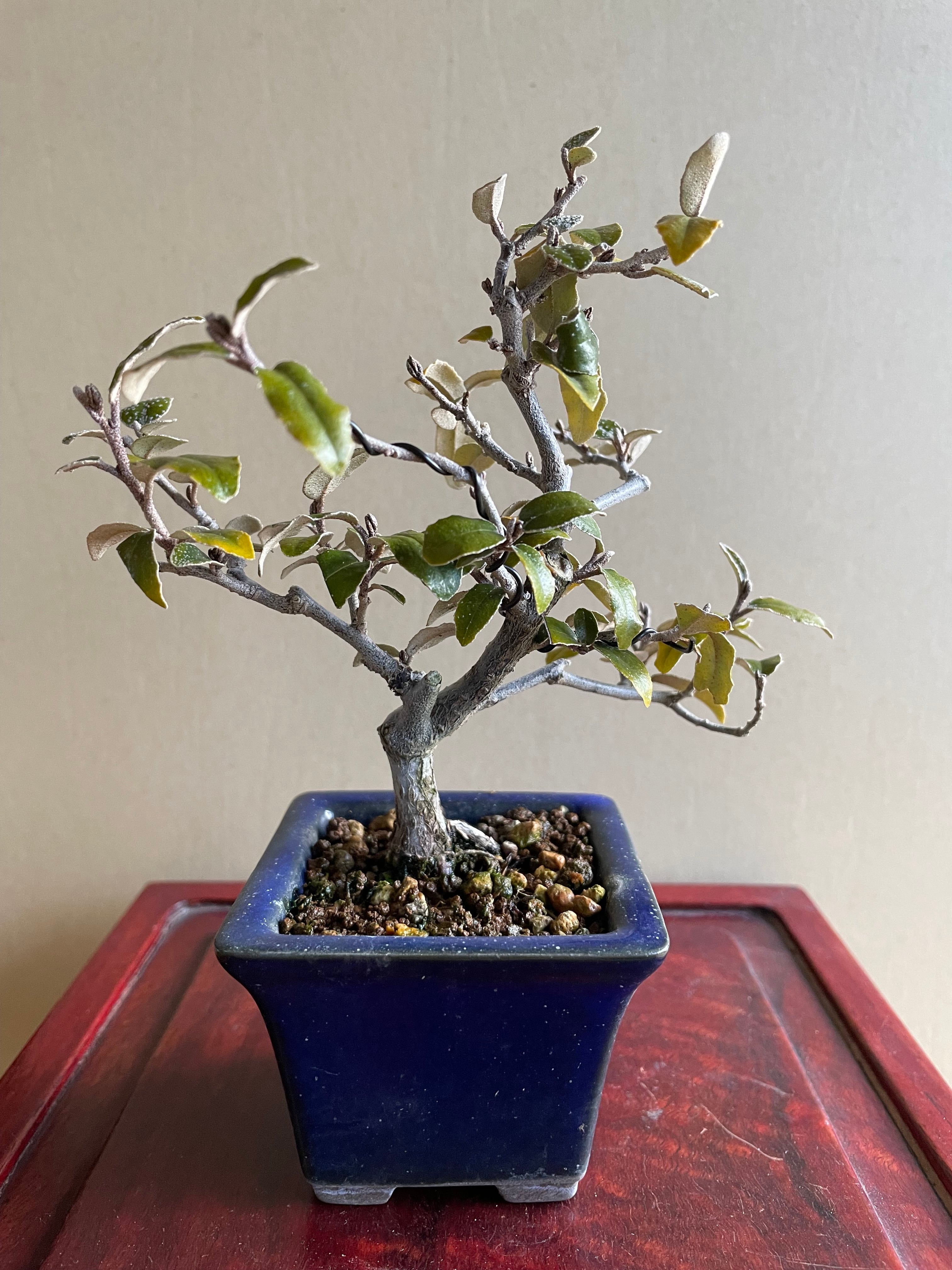 寒グミ　足元太いです。 寒グミ｜石木花図鑑｜石木花｜SEKIBOKKA｜盆栽