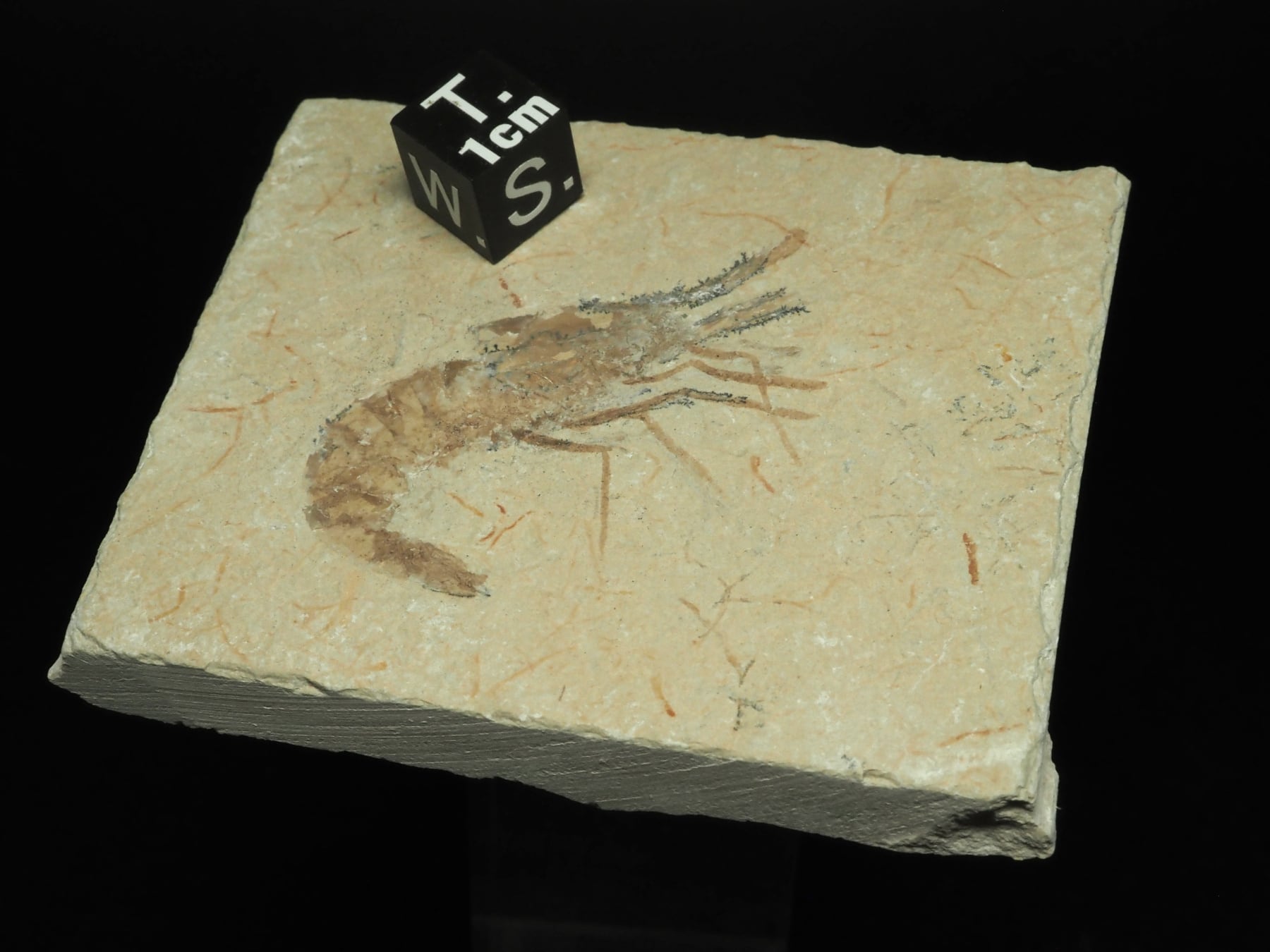 国産化石   海老化石  ２４０７１４－２ 両面！激レア！ロブスター＆エビの化石【Acanthophoenicides