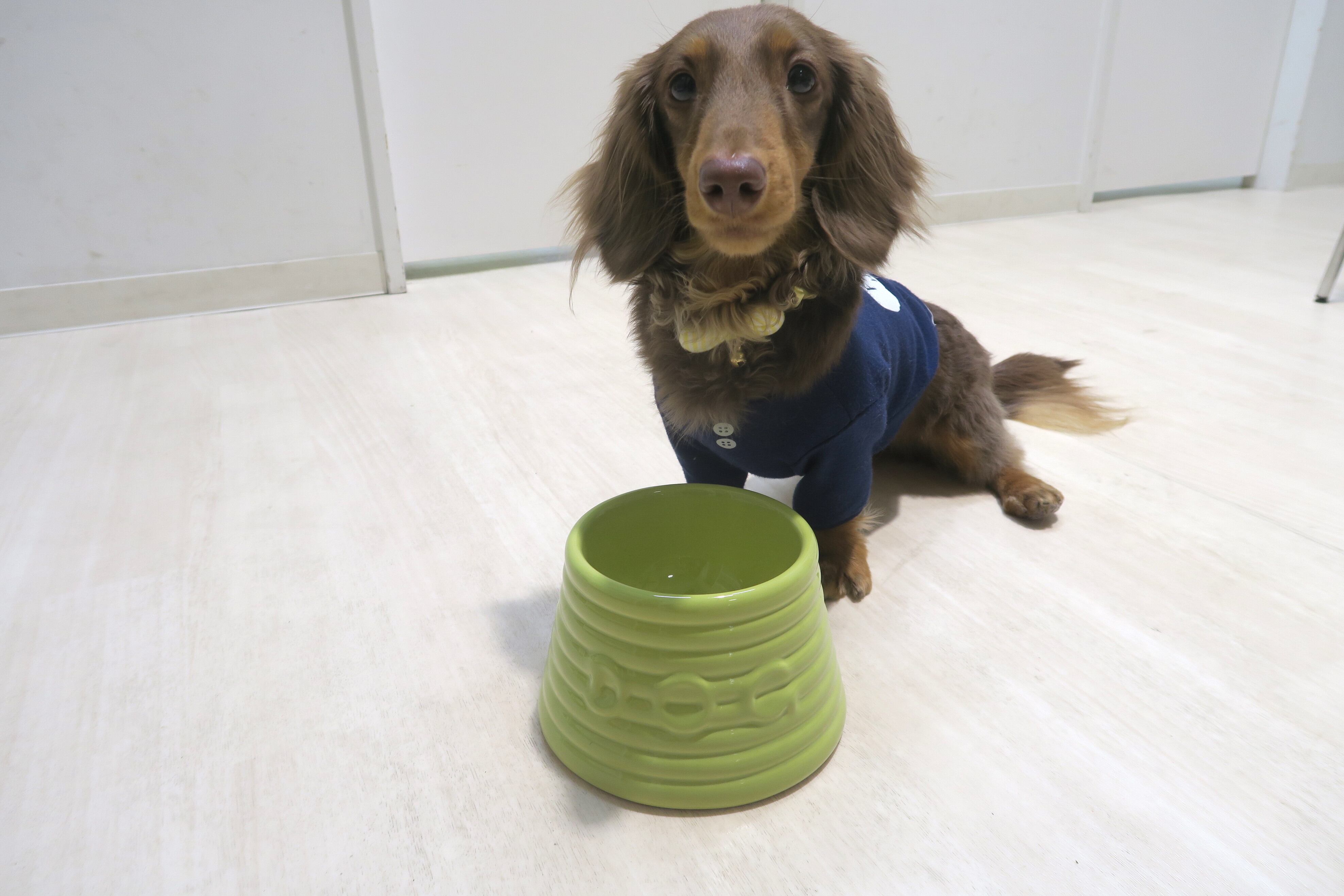 bauer dog bowl