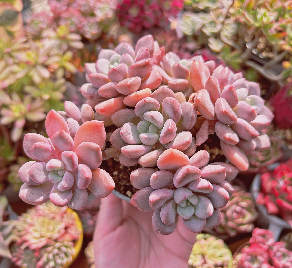 多肉植物❤️フロリディティール 受かる ❤️1大頭5小頭11cm拔き苗