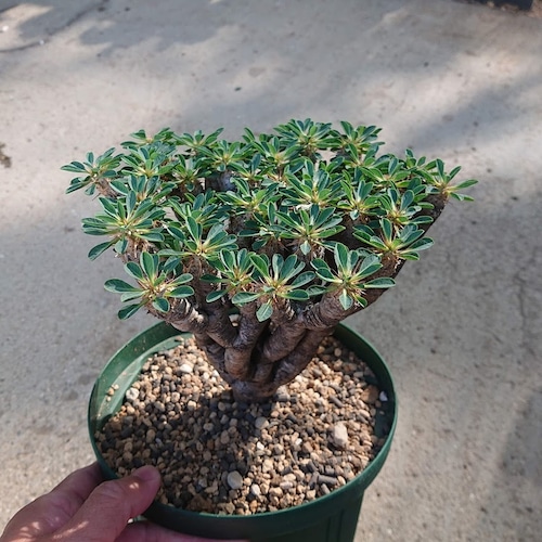 ユーフォルビア ギラウミニアナ EUPHORBIA GIILLAUMINIANA