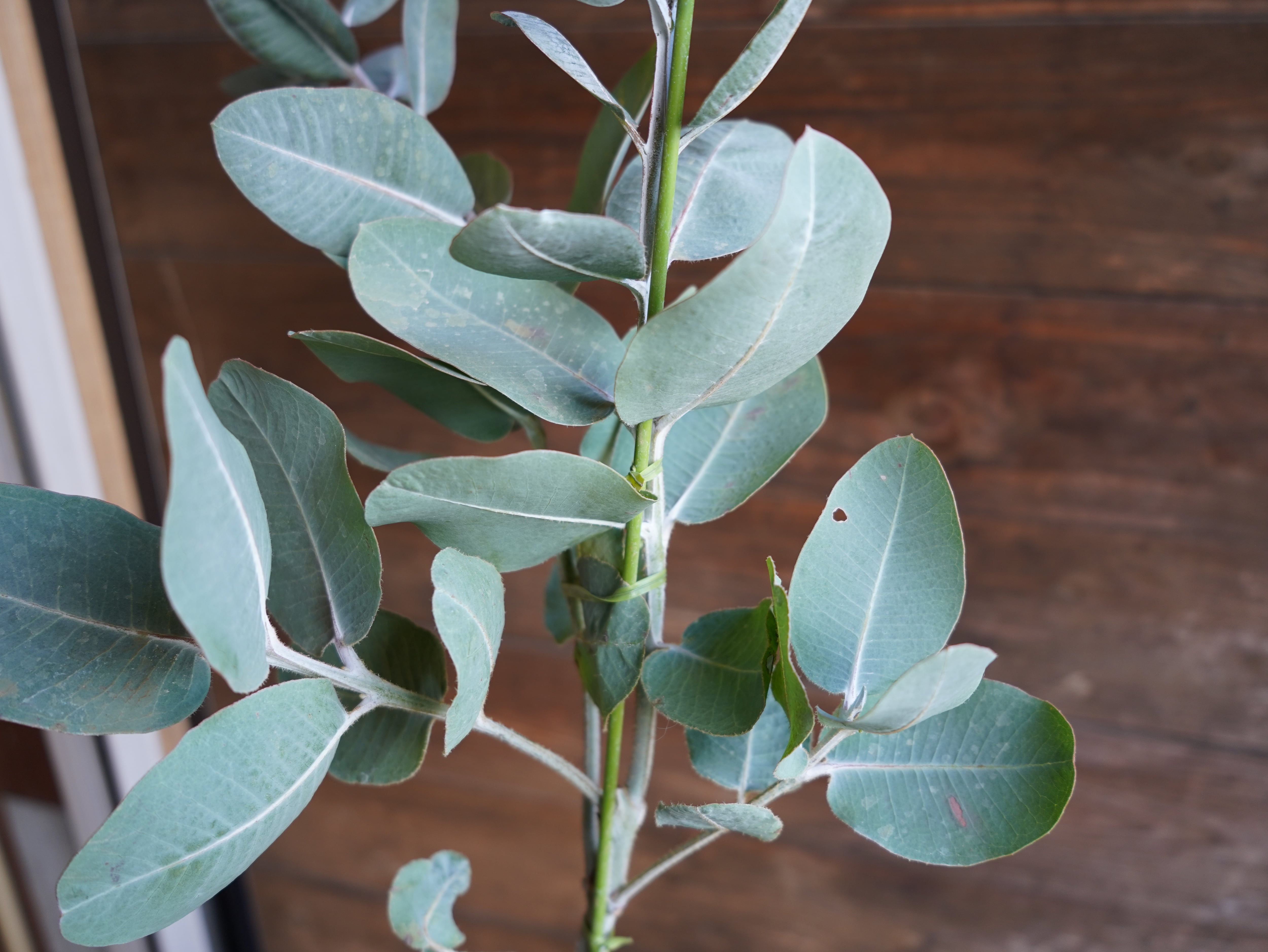 【現物】ユーカリ　”プレウロカルパ”　B