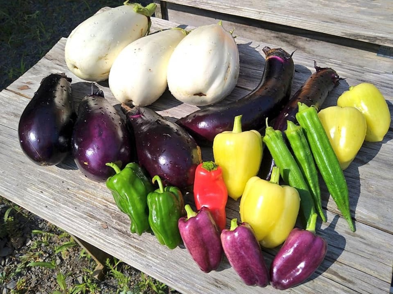 【月一回お届け】旬の野菜セット定期便 「やさやさいBOX」