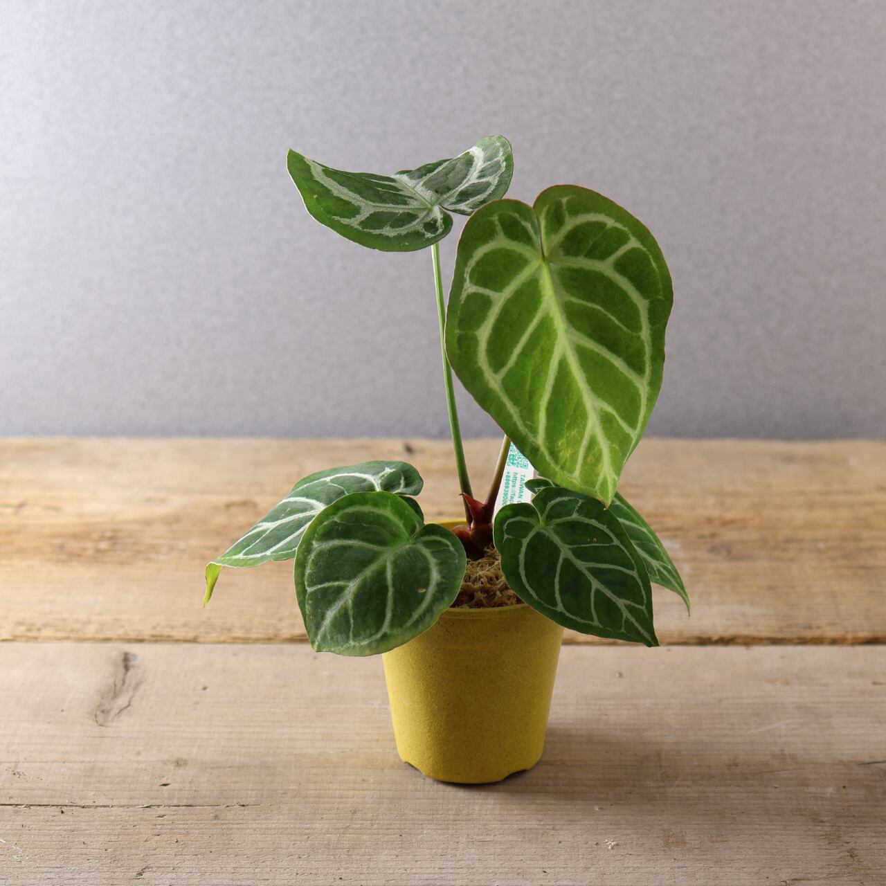 386 丸みと輝きが織りなす、唯一無二のアンスリウム『アンスリウム