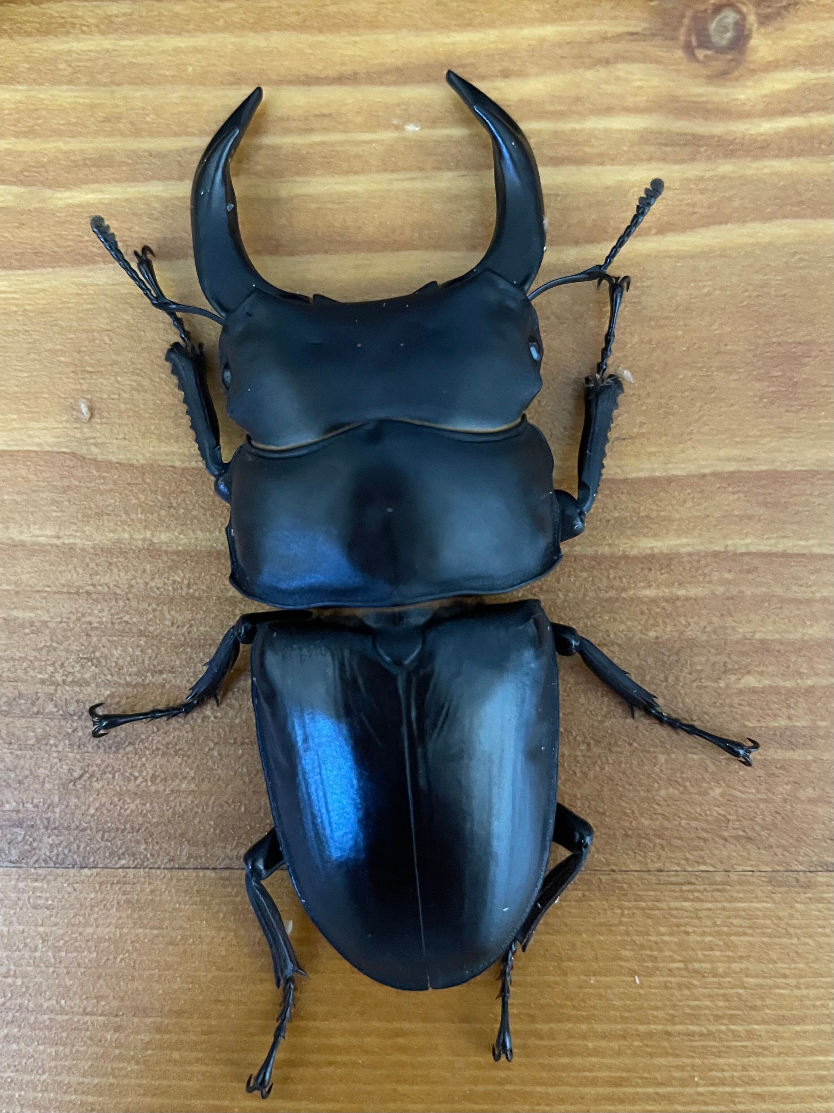 インペラトールホソアカクワガタ 標本標本】A0132 ニューギニア島産