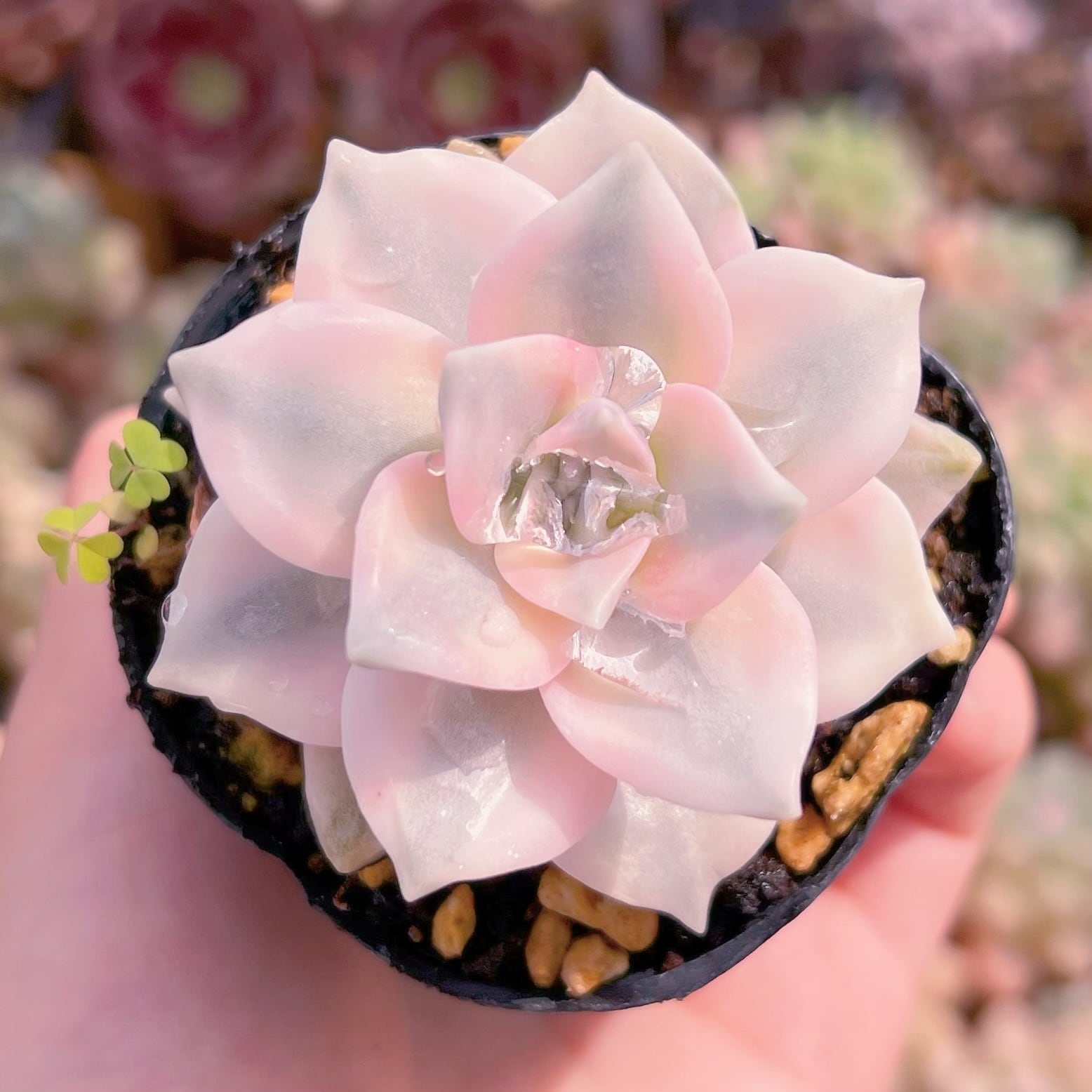 現物　パープルディライト錦#B66　るる農園