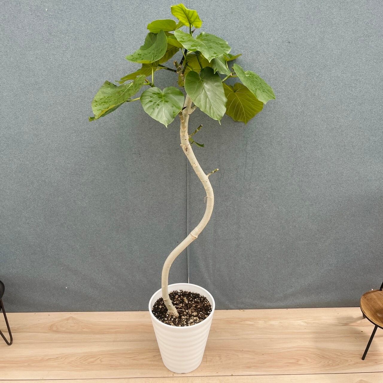 現品］13番 カシワバゴムノキ フィカス リラータ 曲がり 7号 観葉植物