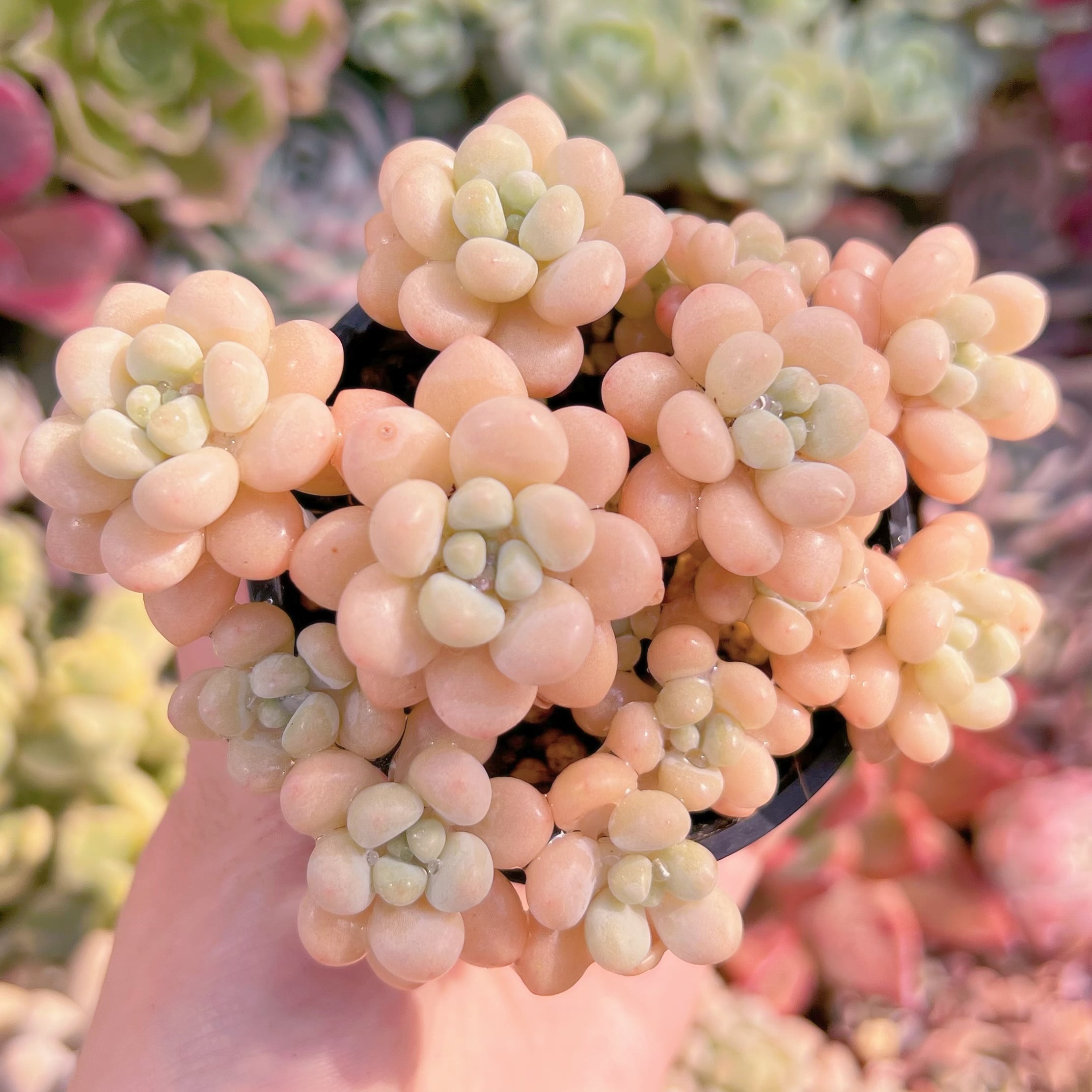 現品　丸葉ストロベリーミルク#790　るる農園