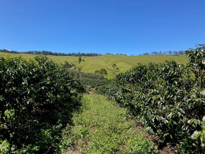 Papua New Guinea Baroida Natural バロイダ農園