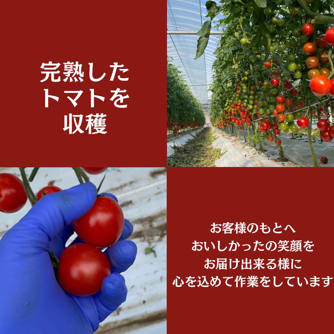 ミニトマ 3kg | ファームさかにし