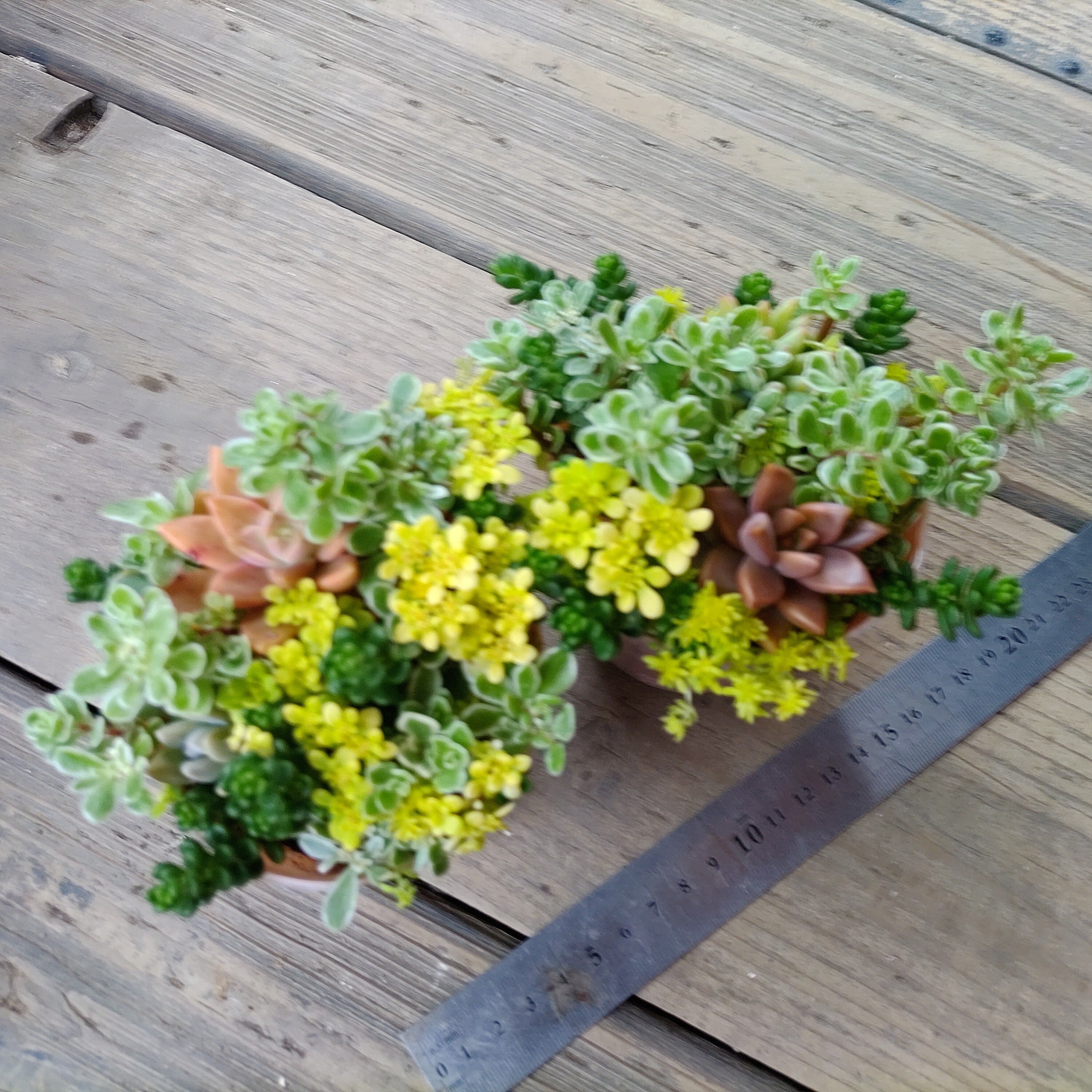 多肉寄せ植え | RuPo 多肉植物専門店