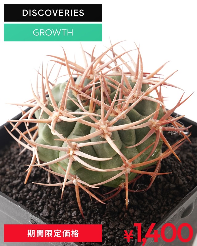 一部発根済カット苗 アンバトエンセ （フェロシオール） L Gymnocalycium ambatoense