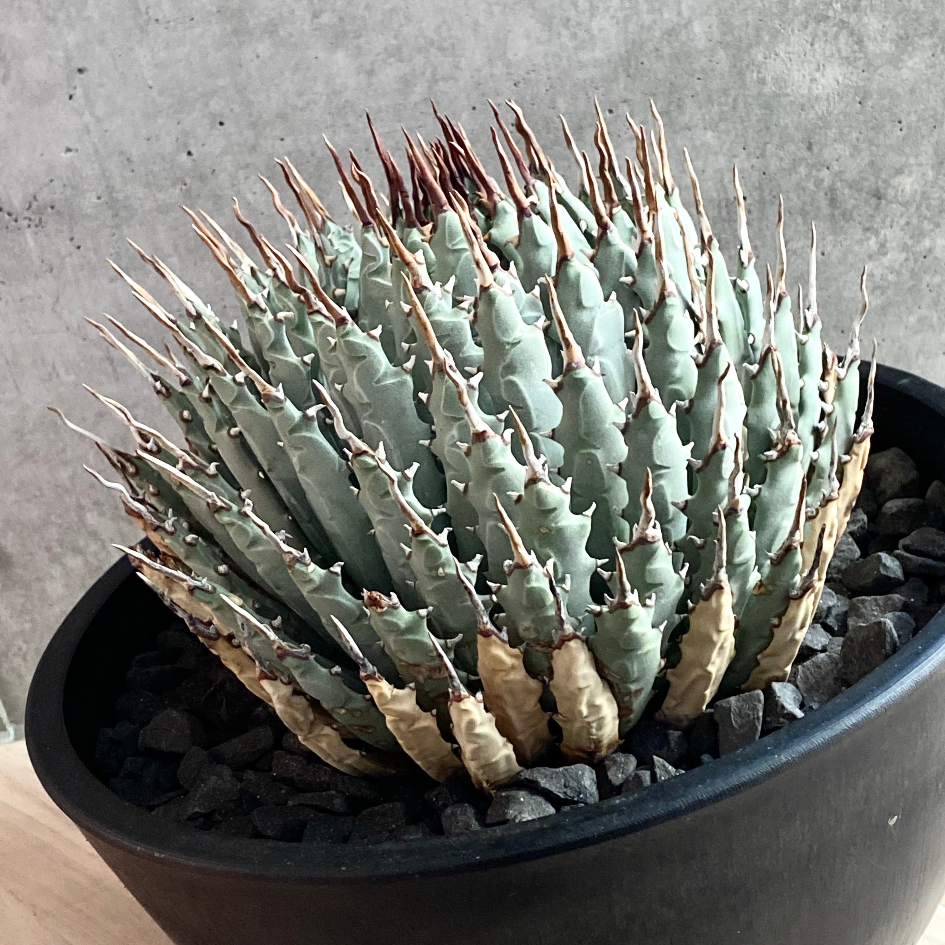 agave utahensis eborispina /アガベ ユタエンシス エボリスピナ  【観葉植物】【多肉植物】【インテリア】【鉢込み発送】【発根済】【美株】