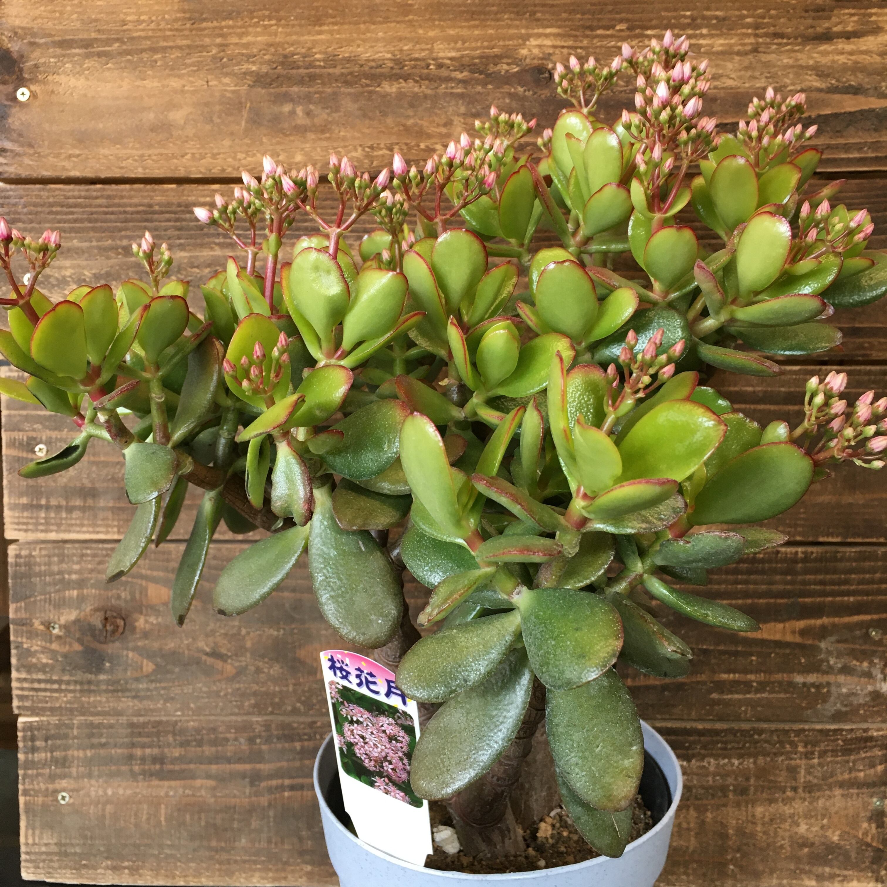桜花月 金のなる木 Protoleaf プロトリーフ