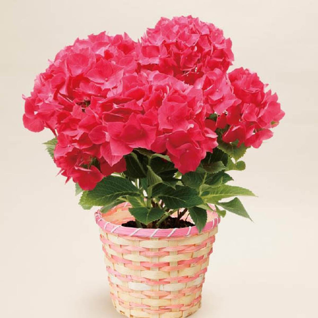 No.5 アジサイ 「パリジェンヌ」