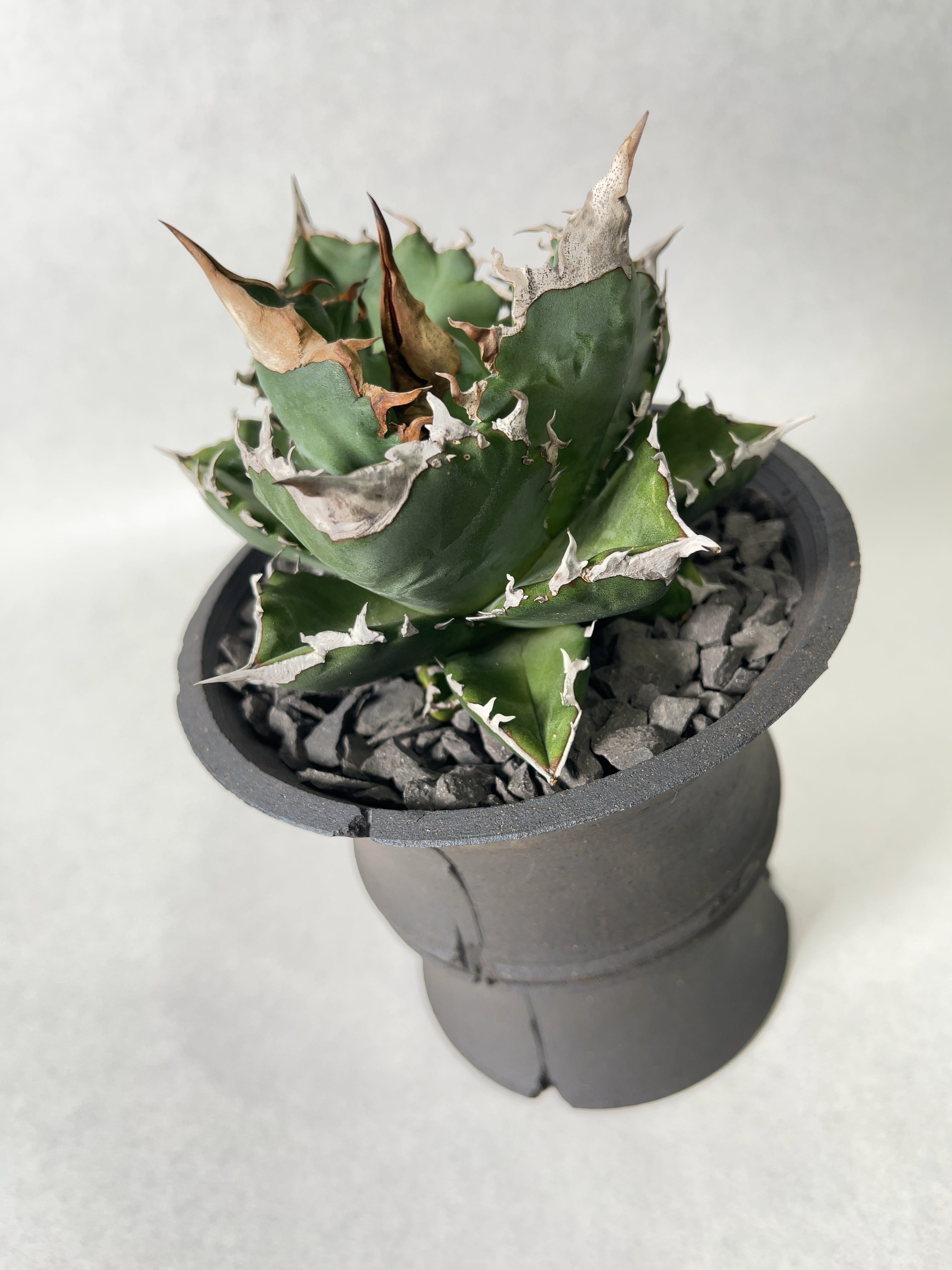 龍園觀】① No.261 特選 アガベ 多肉植物 チタノタ ホワイトファイヤー